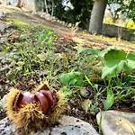 Il Trullo E Il Fortino ألبيروبيللو