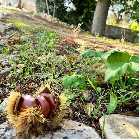 Il Trullo E Il Fortino Αλμπερομπέλο