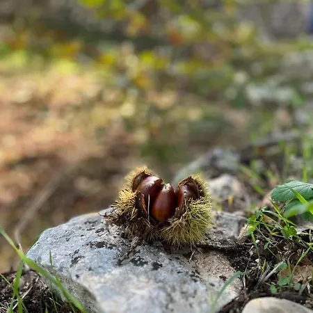 Il Trullo E Il Fortino Διαμέρισμα Αλμπερομπέλο