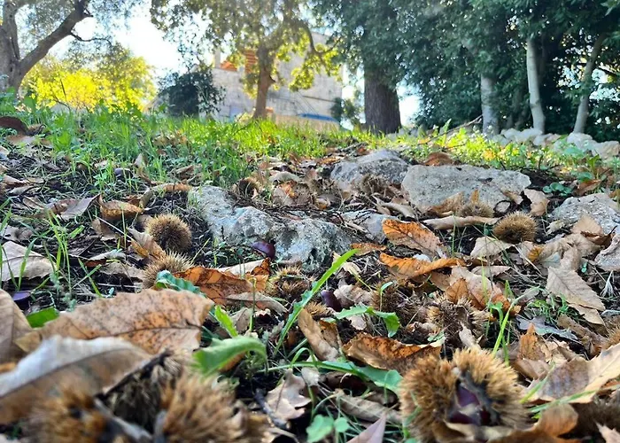 Διαμέρισμα Il Trullo E Il Fortino *